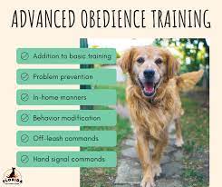 Mastering Advanced Obedience Training: Elevating Your Pet’s Skills to New Heights