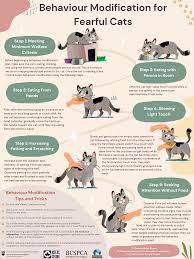Transforming Pet Behaviour: The Power of Animal Behaviour Modification