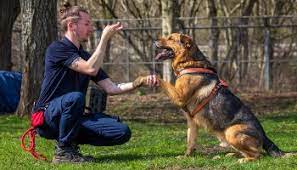 Unleashing Harmony: Exploring the Power of Animal Behaviour Therapy