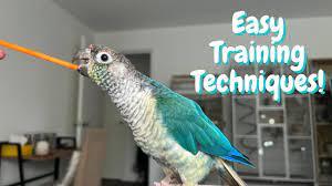 Mastering the Art of Avian Companionship: Exploring Effective Bird Training Techniques