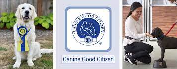 Canine Good Citizen Training: Building Well-Behaved Companions for Life