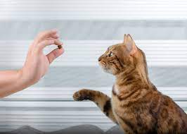 Mastering the Art of Cat Training: Strengthening the Bond with Your Feline Companion