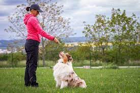 Unleashing the Potential: The Role of a Professional Dog Trainer