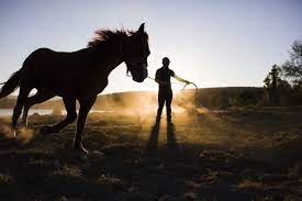 Mastering the Art of Horse Training: Building Trust and Achieving Harmony