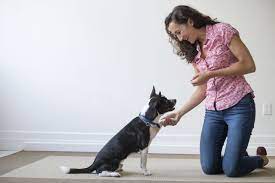 Enhancing Pet Behaviour and Strengthening Bonds: Exploring the Benefits of Obedience Training Sessions