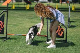 pet training courses
