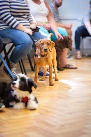 Building a Strong Foundation: The Power of Puppy Classes for Your Furry Friend