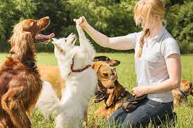 Unleashing the Potential: The Power of Professional Dog Trainers