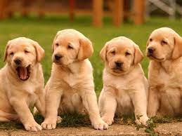Puppies: A Heartwarming Tale of Furry Joy and Unconditional Love