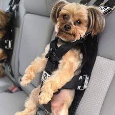 Discover the Best Dog Seat Belt for Safe and Secure Travels