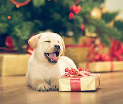 Delight Your Furry Friend: The Ultimate Dog Gift Guide