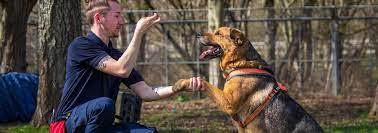 Mastering Dog’s Training: Unlocking the Potential of Your Canine Companion