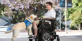 The Essential Role of Service Dogs in Enhancing Lives