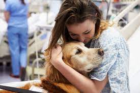 The Healing Touch: Unleashing the Power of a Therapy Dog