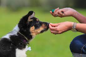 Mastering the Art of Training Dogs: Unlocking the Potential of Canine Companions