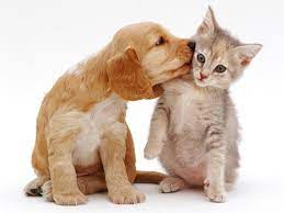 The Endearing Influence of Pets’ Affection