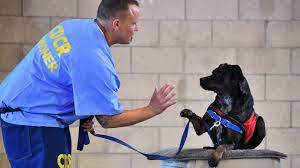 Discover Top-Rated Service Dog Training Near Me for Your Canine Companion