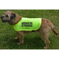 Empowering Lives Through Assistance Dog Training