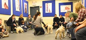 dog training classes