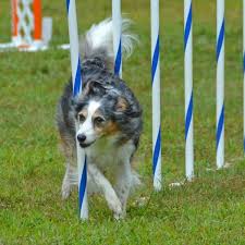 dog training courses
