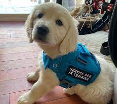 Enhancing Independence: The Art of Puppy Service Dog Training
