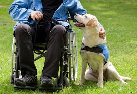 Enhance Canine Companionship: Therapy Dog Training Online