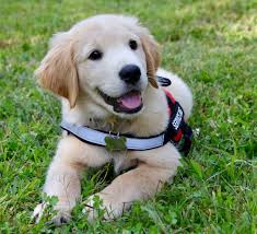 training for service dogs near me