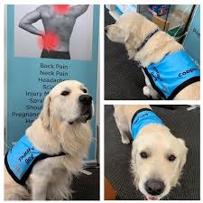 accredited therapy dog training