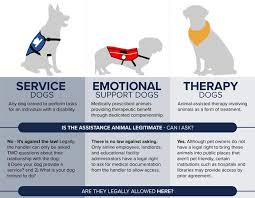 animal assisted therapy dog training