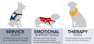 Find Local Assistance Dog Training Near Me for Personalised Support