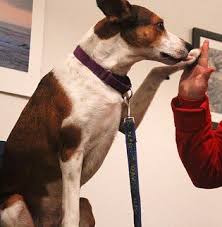 Enhancing Lives: The Impact of Psychiatric Service Dog Training Programs