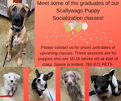 Find Puppy Socialization Classes Near Me for Happy, Well-Adjusted Pups