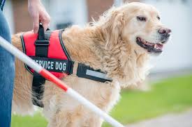 Exploring the Cost of Service Dog Training in the UK