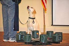 service dog training cost near me