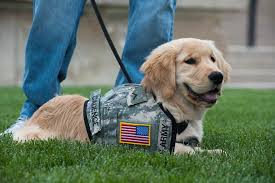 Professional Service Dog Training Available in My Local Area