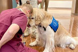 Canine Comfort: The Power of Dog Therapy Training