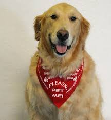 Discover Local Dog Therapy Training Near Me for Emotional Support and Well-being