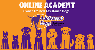 Exploring Dog Training Near Me: Understanding Prices and Options