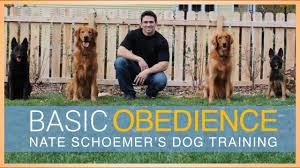 Mastering Obedience Training: Building a Stronger Bond with Your Pet