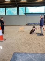 Explore Puppy Agility Training Near Me for Energetic Pups