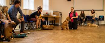 Puppy Dog Training Classes: Setting Your Pup Up for Success