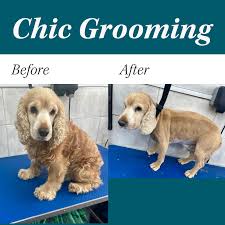 Master the Art of Canine Care: Dog Grooming Courses in York