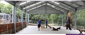 Enhancing Lives Through Facility Dog Training: A Compassionate Approach to Canine Assistance