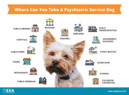Enhancing Mental Health: The Importance of Psychiatric Service Dog Training