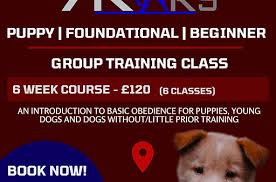 Puppy Group Classes Near Me: Enhance Your Pup’s Socialisation and Training Skills Locally