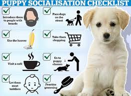 Discover Quality Puppy Socialization Near Me for Your Furry Companion