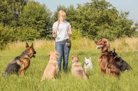 Puppy Socialization Training Near Me: Building a Strong Foundation for Your Furry Companion