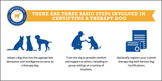 Enhancing Lives Through Expert Support Dog Training