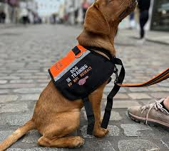 Enhancing Independence: The Importance of Professional Service Dog Training