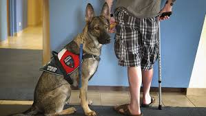 Find Professional PTSD Dog Training Near Me for Effective Support